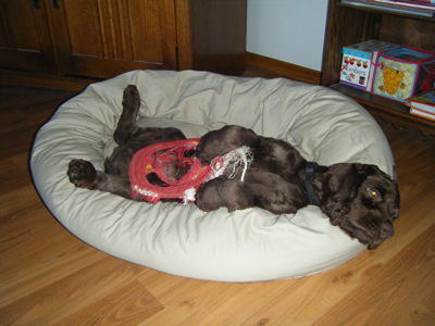 Jerry Shea’s Roadie